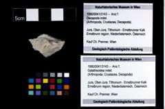 Foto (Objekt + Etikett) von Galatheoidea indet.  (NHMW-GEO-1990-0041-3143)